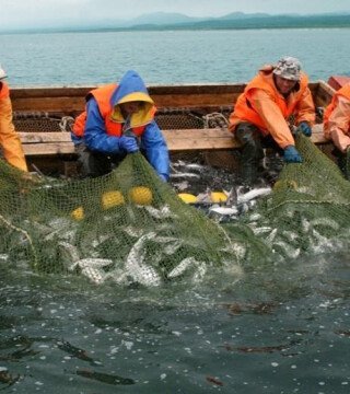 Лососевая путина в Сахалинской области набрала обороты