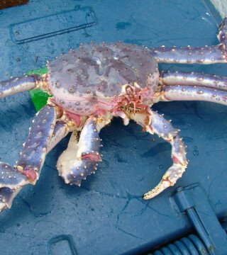 Квоты Дальнего Востока распределили на торгах