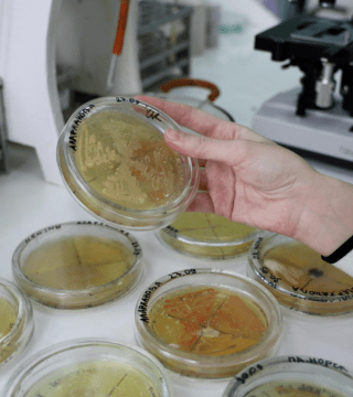 Для борьбы с нефтеразливами вывели новый вид бактерий