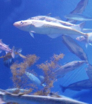 Чукотский минтай вновь разыграют на аукционе