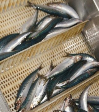 Флот на иваси ожидают к октябрю