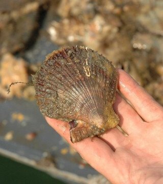 В водах Приморья началась «гребешковая посевная»