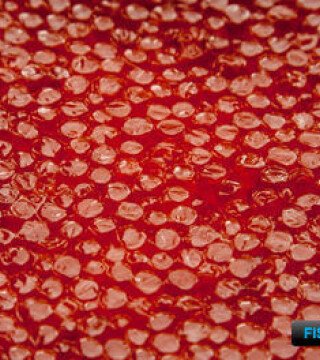 Цифровую метку для икры готовят уже в этом году