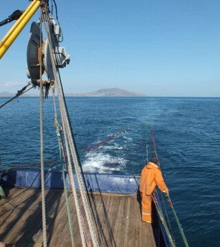Промысловые запасы Черного моря проверили ученые