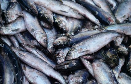 Рыбакам обещают богатую сельдевую рыбалку