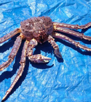 Промысел краба на Дальнем Востоке пойдет без минимальных объемов