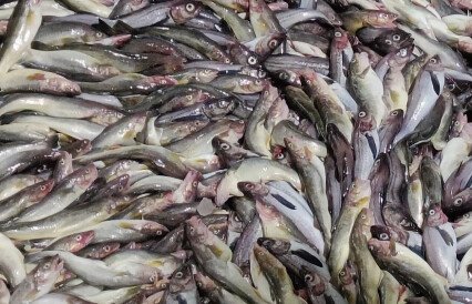 Бодрые перспективы российского минтая представили на Groundfish Forum