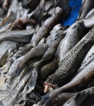 На Дальнем Востоке прибавилось получателей квот под инвестиции