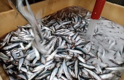 Рыбопереработчики опасаются потерять рынок