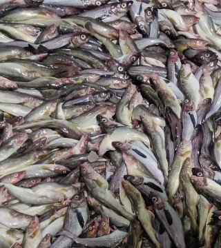 Бодрые перспективы российского минтая представили на Groundfish Forum