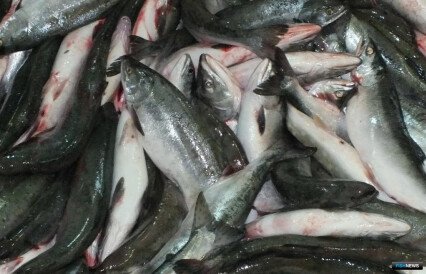 Вылов лососей достиг отметки в 590 тыс. тонн
