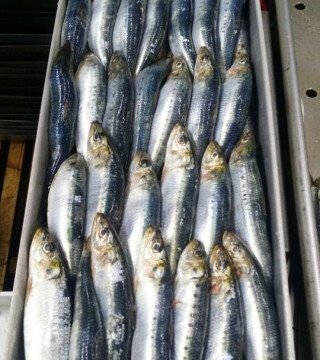 Предприятия могут оценить перспективы по «неодуемым»