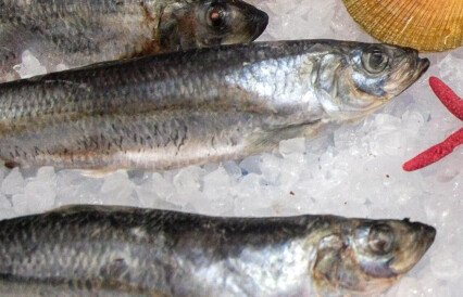 Рыбаки смогут добыть больше сельди в Беринговом море