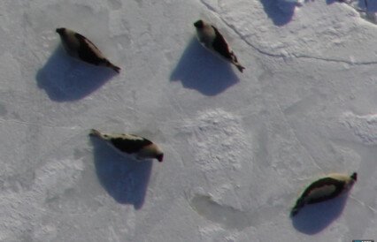 Беломорских тюленей пересчитали с воздуха