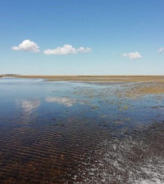 Рыбка с Амура захватывает кубанские лиманы