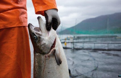 Норвегия собирается упорядочить «нормативку» для аквакультуры
