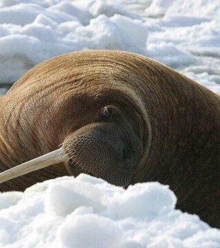 Моржам Камчатки усилят охрану