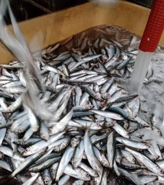 Рыбопереработчики опасаются потерять рынок