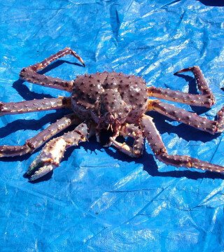 Камчатский краб может расползтись по Арктике