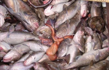 Инвестквоты на Дальнем Востоке снова ждут желающих