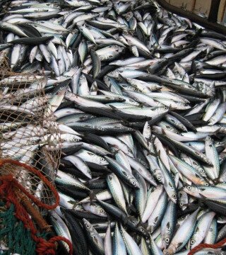 MSC надеется на решение вопроса по пелагическим рыбам в Атлантике