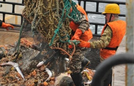 Ученые оценили рыбные запасы Дальнего Востока