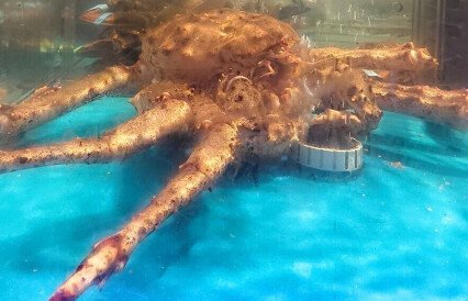 Живой краб с Северного бассейна продолжает поставляться в Азию
