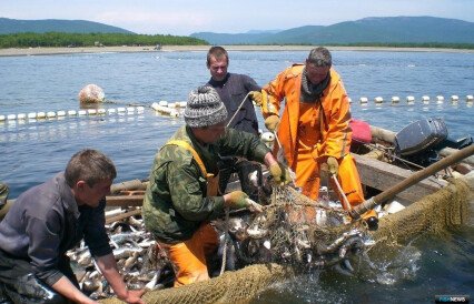 В Приморье господдержку рыбной отрасли теснее «привяжут» к зарплатам