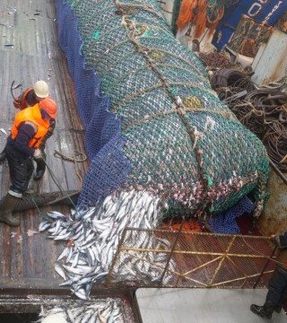 Росрыболовство сообщило о финансовых успехах отрасли