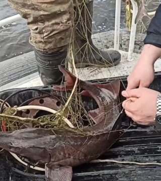 Полиция нашла хозяина сети с «краснокнижной» рыбой