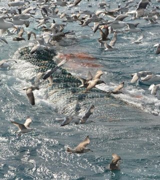 АДМ отмечает проблему со сроками действия разрешений на вылов