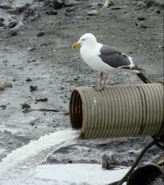 Бизнес сможет опробовать консультации по природоохранному законодательству