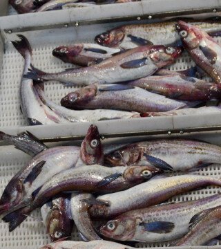 Приморье улучшило показатель по вылову