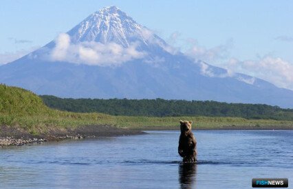 Как изменения климата скажутся на промысле на Камчатке – прогноз WWF