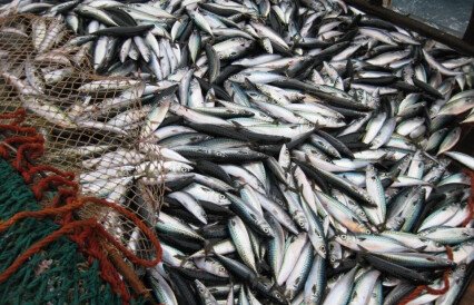 MSC надеется на решение вопроса по пелагическим рыбам в Атлантике