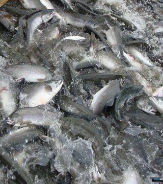 К концу июля рыбаки подошли с выловом лососей всего около 50 тыс. тонн