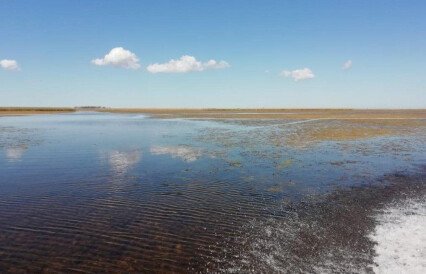 Рыбка с Амура захватывает кубанские лиманы