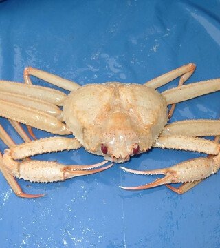 Глубоководных крабов призывают вывести из аукционов