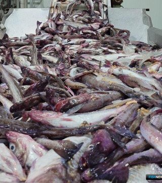 Вылов минтая в Охотском море пока не догнал темпов 2025 года